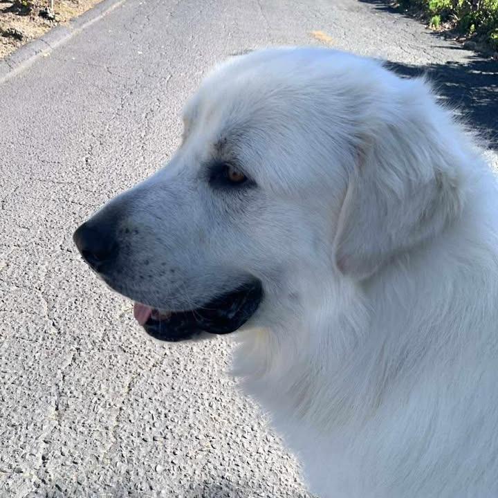*** Bubba, a Adoptable Great Pyrenees in Bulverde, TX image 5/5