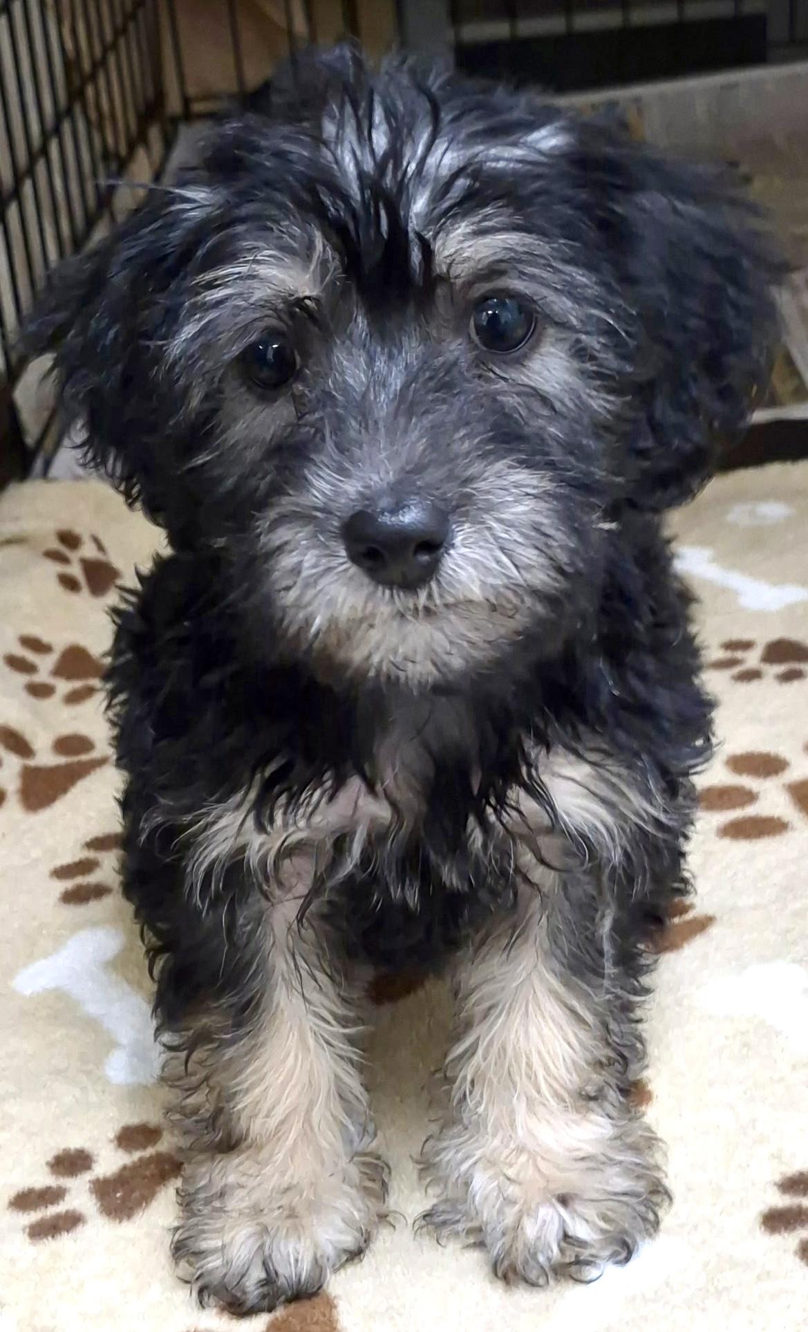 Enlarge Biscuit, an adopted mixed breed in Los Angeles, CA image 1/2