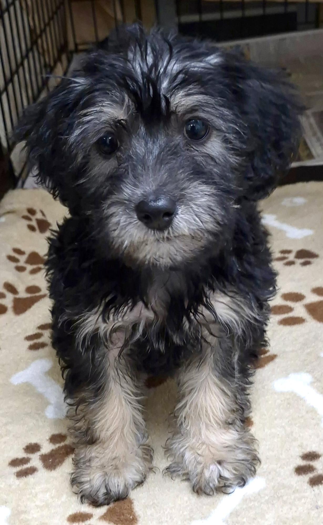 Enlarge Biscuit, an adopted mixed breed in Los Angeles, CA image 2/2