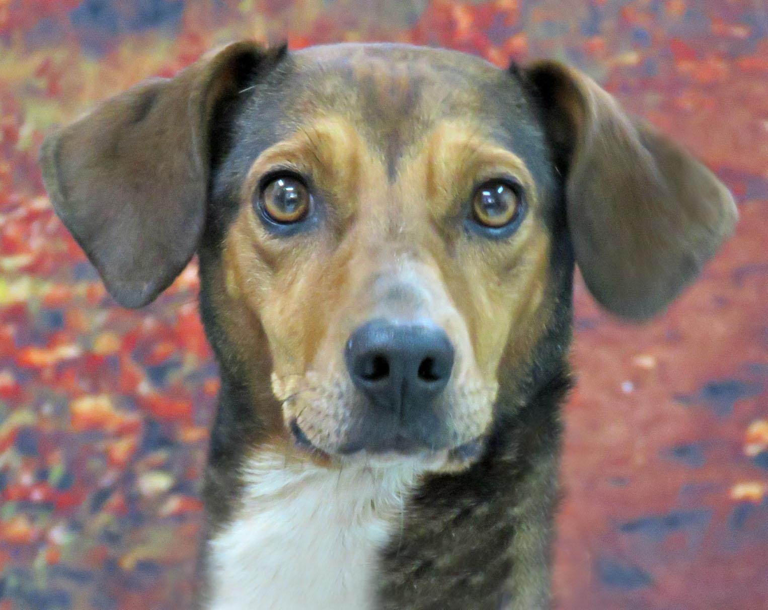 Nicki, Adoptable, Adult Female Hound.