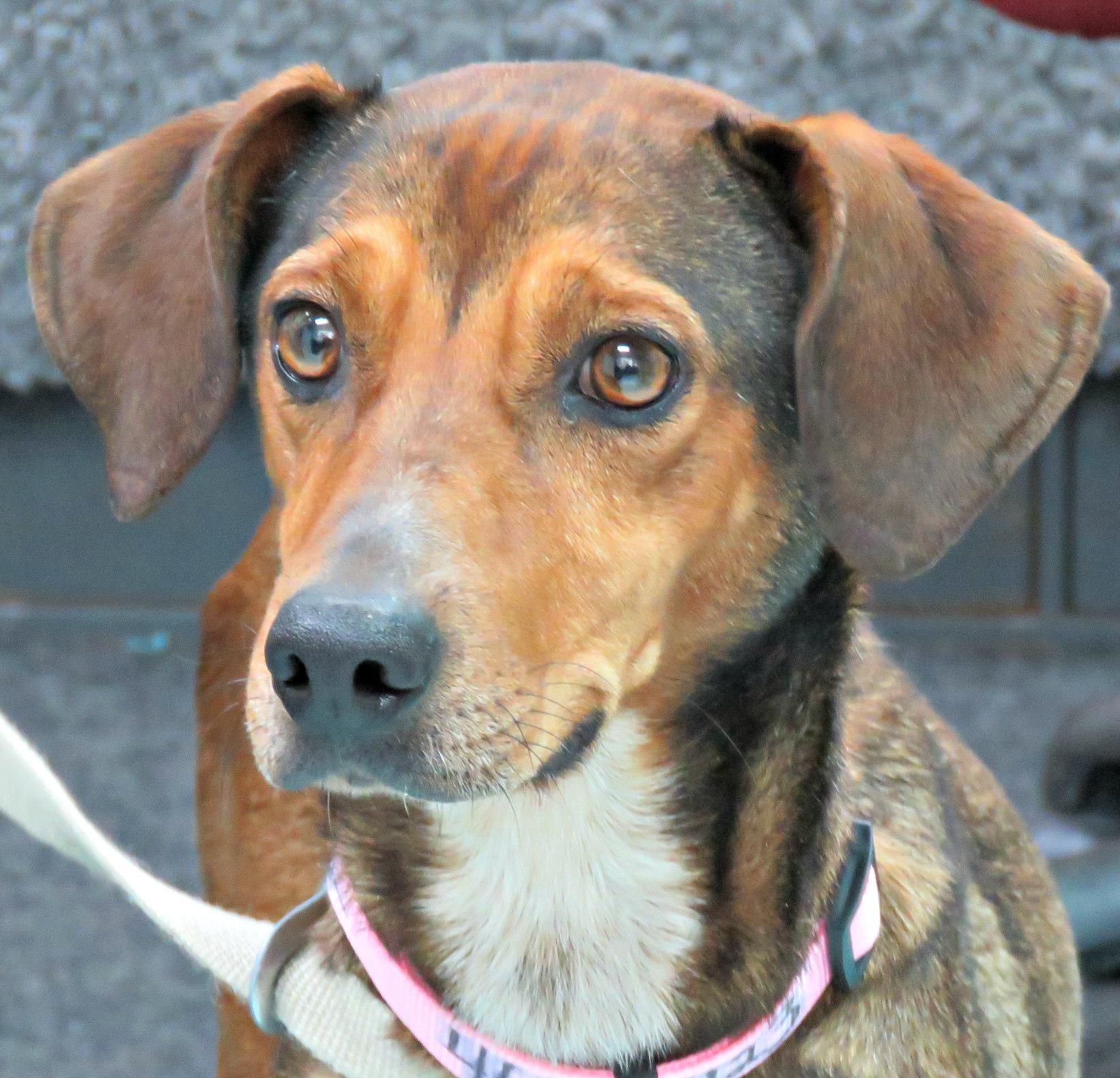 Nicki, a Adoptable Hound in Lexington, VA image 2/4
