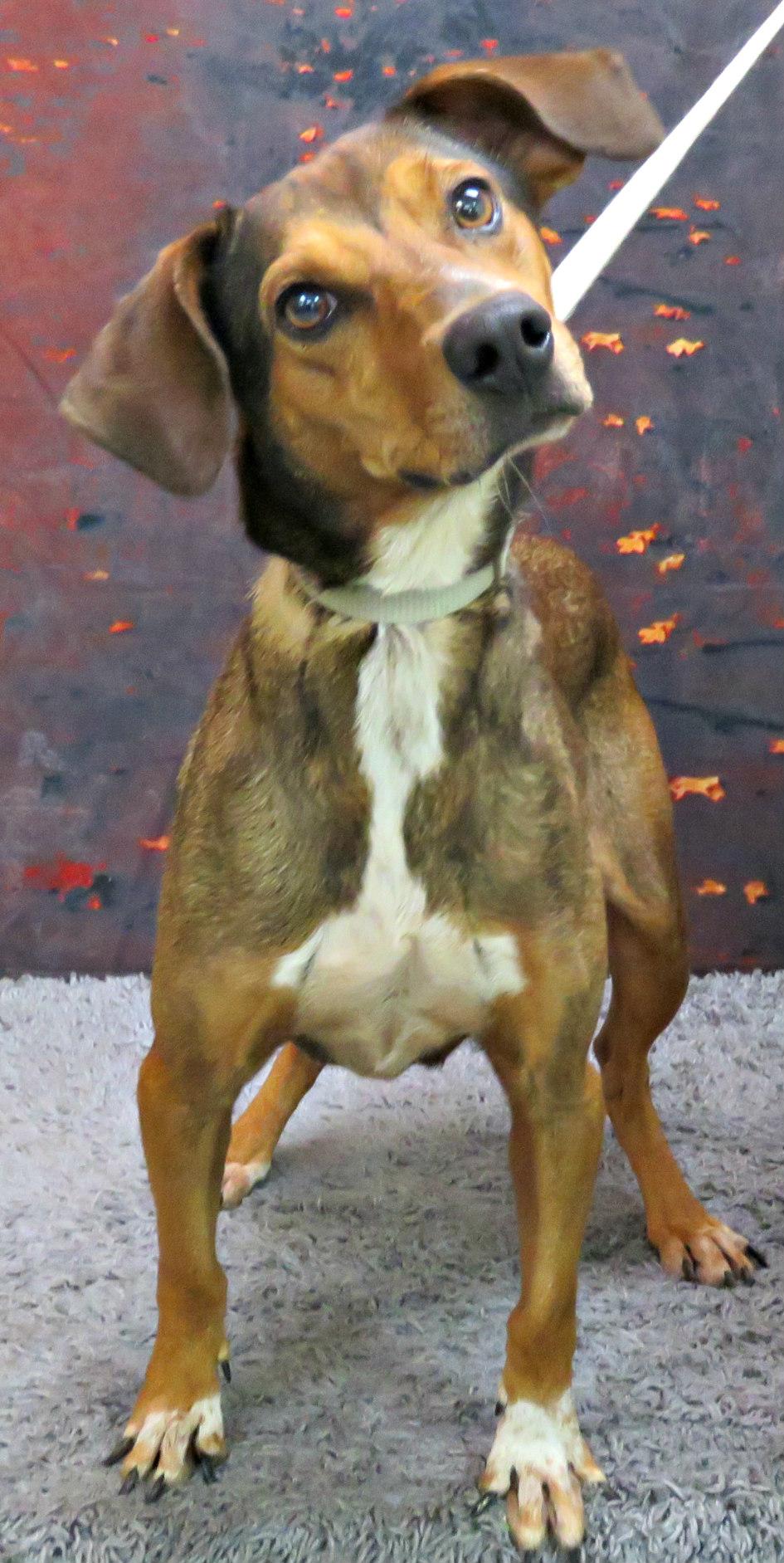 Nicki, a Adoptable Hound in Lexington, VA image 3/4