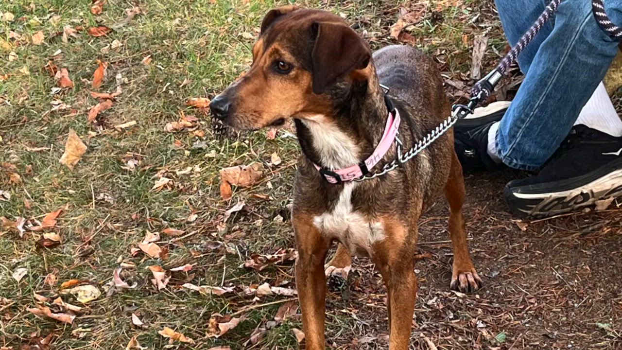 Enlarge Nicki, a Adoptable Hound in Lexington, VA video 4/4