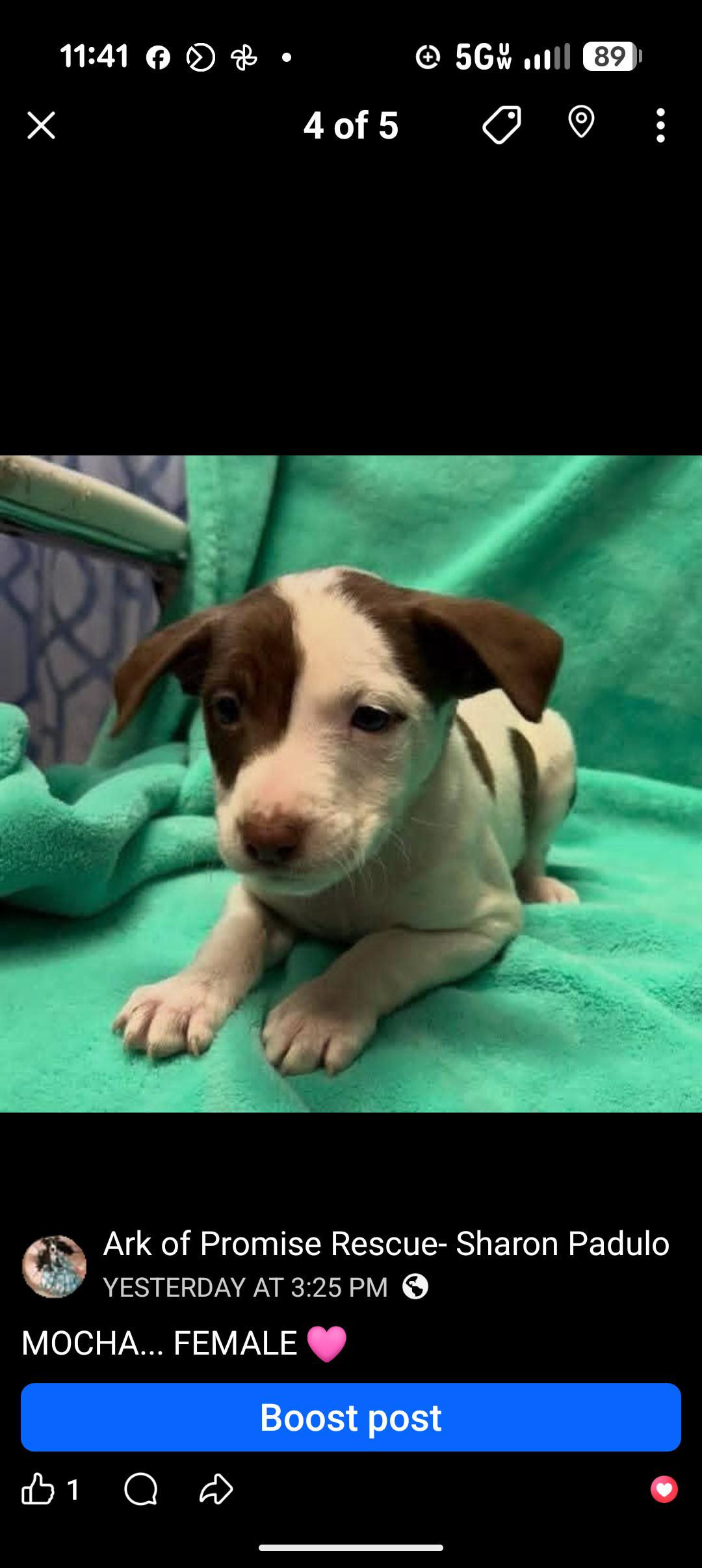 MOCHA, adopted, Puppy Female Chocolate Labrador Retriever.