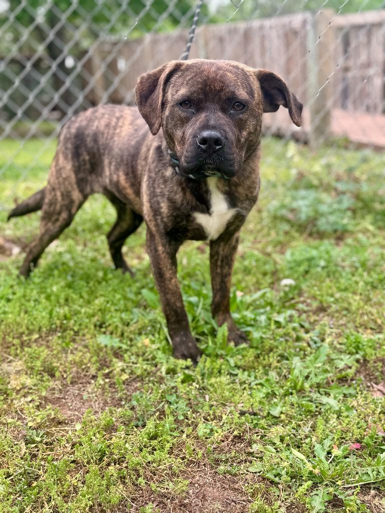 Enlarge Charket, a Adoptable mixed breed in Russellville, KY image 1/6