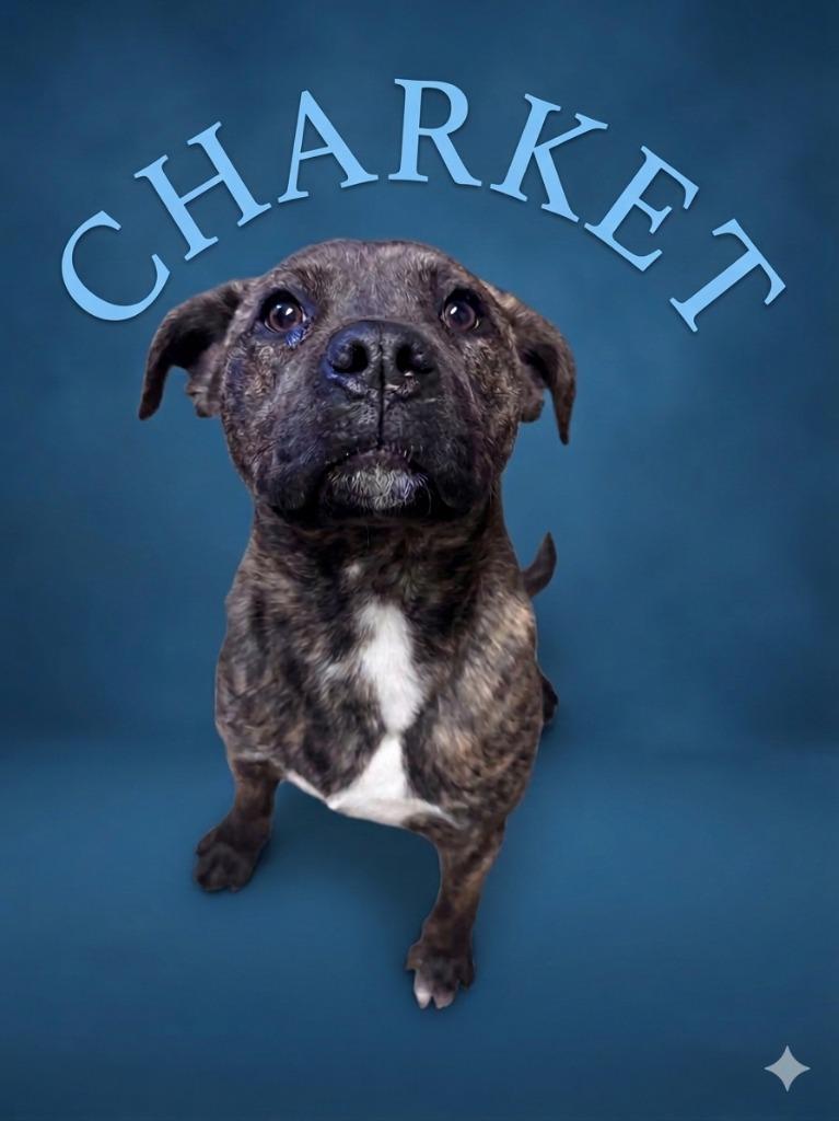 Charket, Adoptable, Young Male Boxer & Pit Bull Terrier.