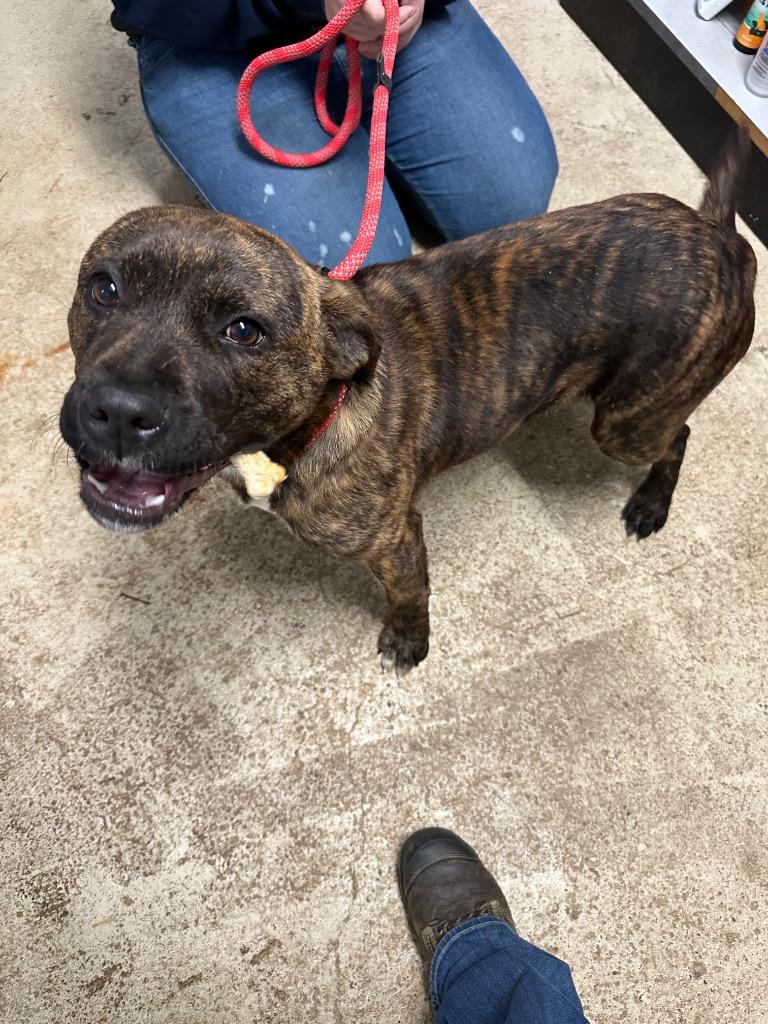 Enlarge Charket, a Adoptable mixed breed in Russellville, KY image 1/1