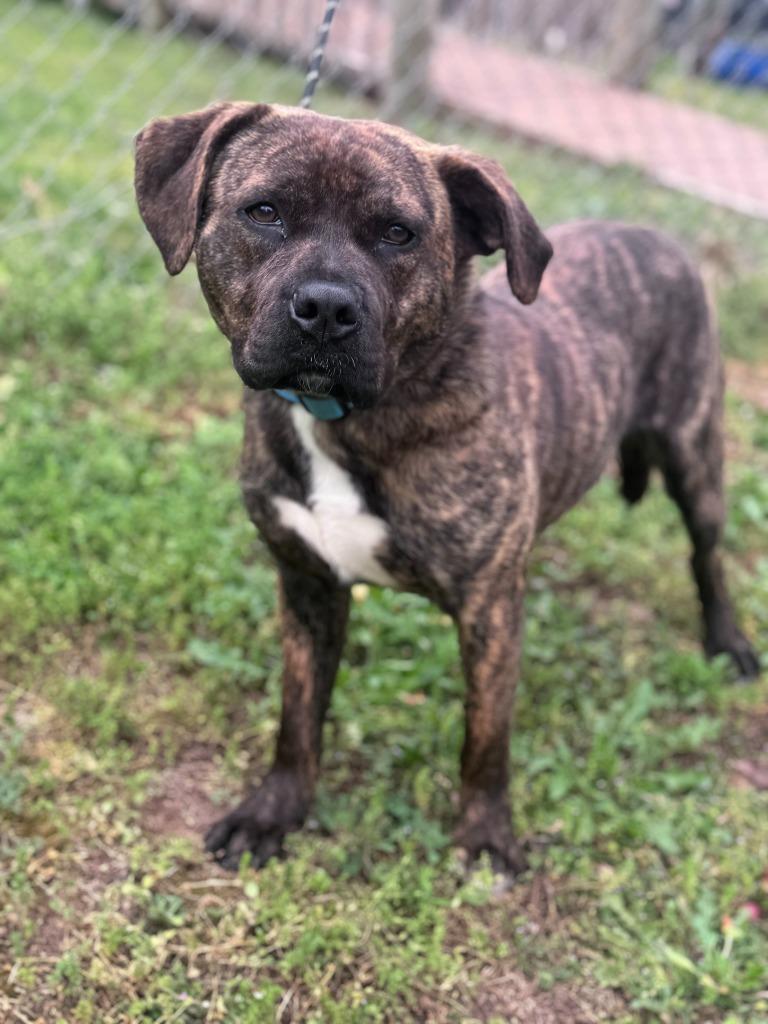 Enlarge Charket, a Adoptable mixed breed in Russellville, KY image 5/6