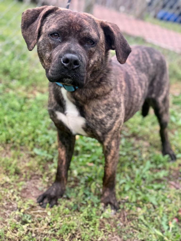 Enlarge Charket, a Adoptable mixed breed in Russellville, KY image 6/6