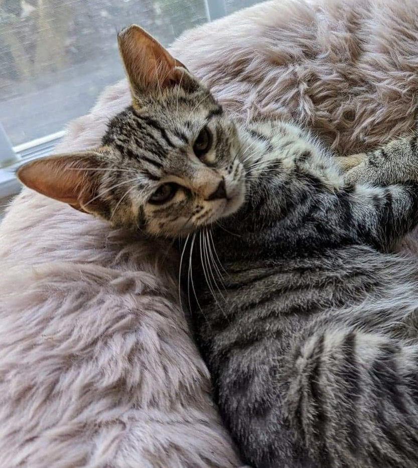 Garth E, Adopted, Young Male Domestic Short Hair.