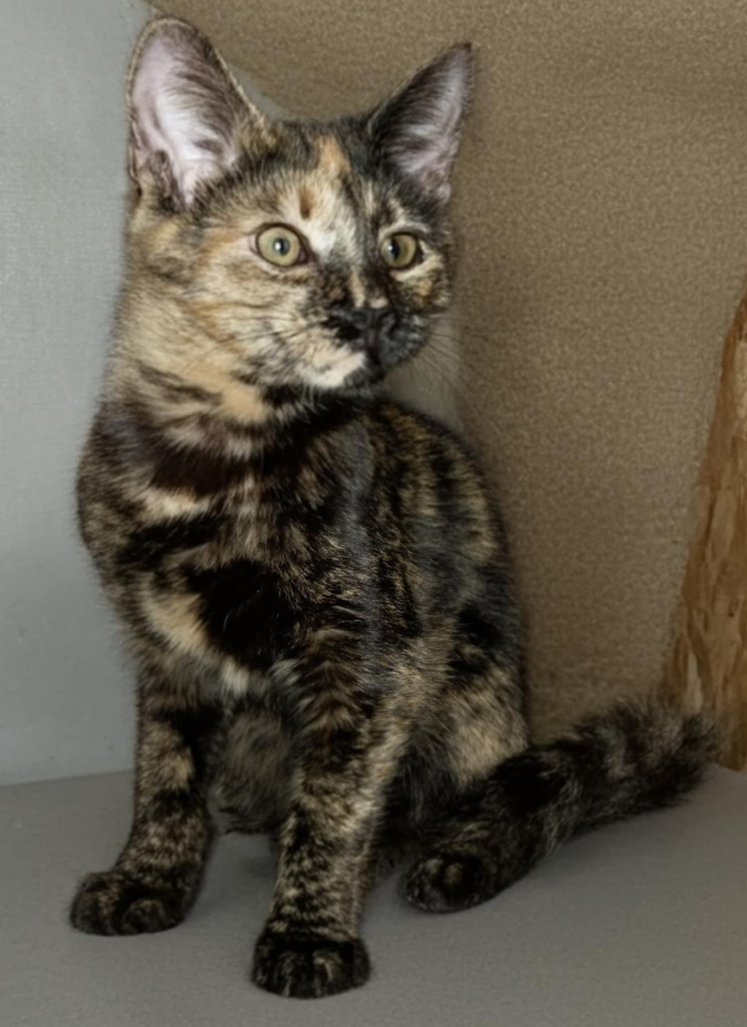 Ember, a Adoptable Domestic Short Hair in Warner Robins, GA image 1/2
