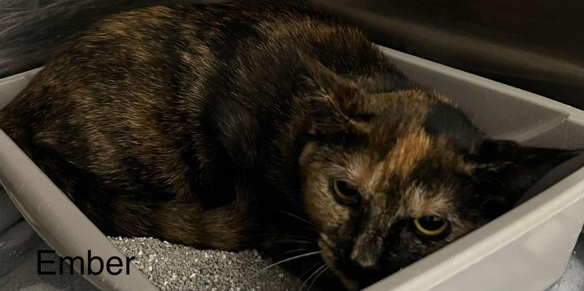 Ember, a Adoptable Domestic Short Hair in Warner Robins, GA image 2/2