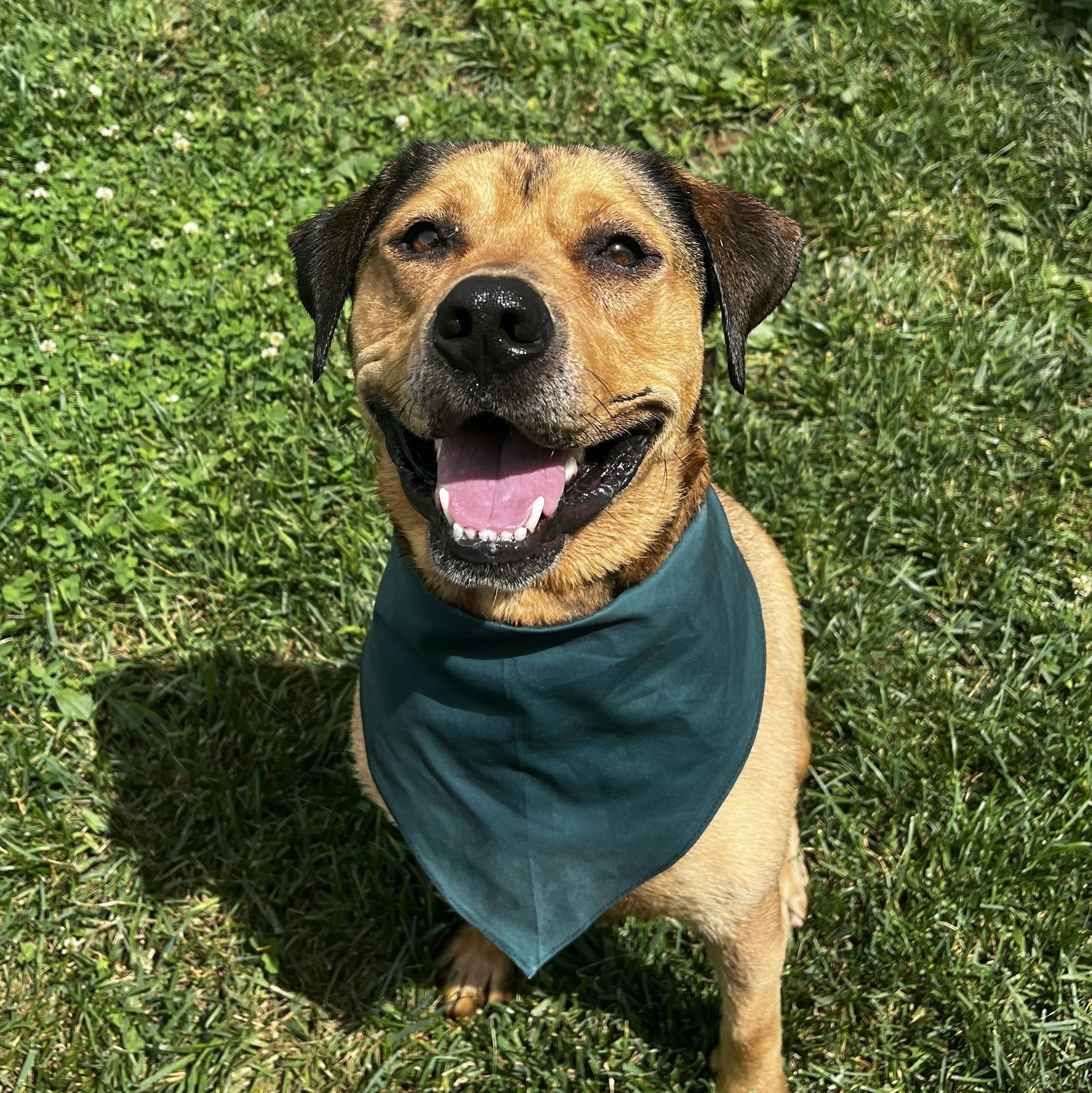 Roman, ADOPTABLE, Young Male Mountain Cur.