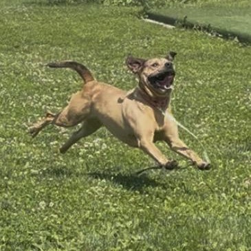Enlarge Roman, a ADOPTABLE mixed breed in Monroe, OH image 6/6