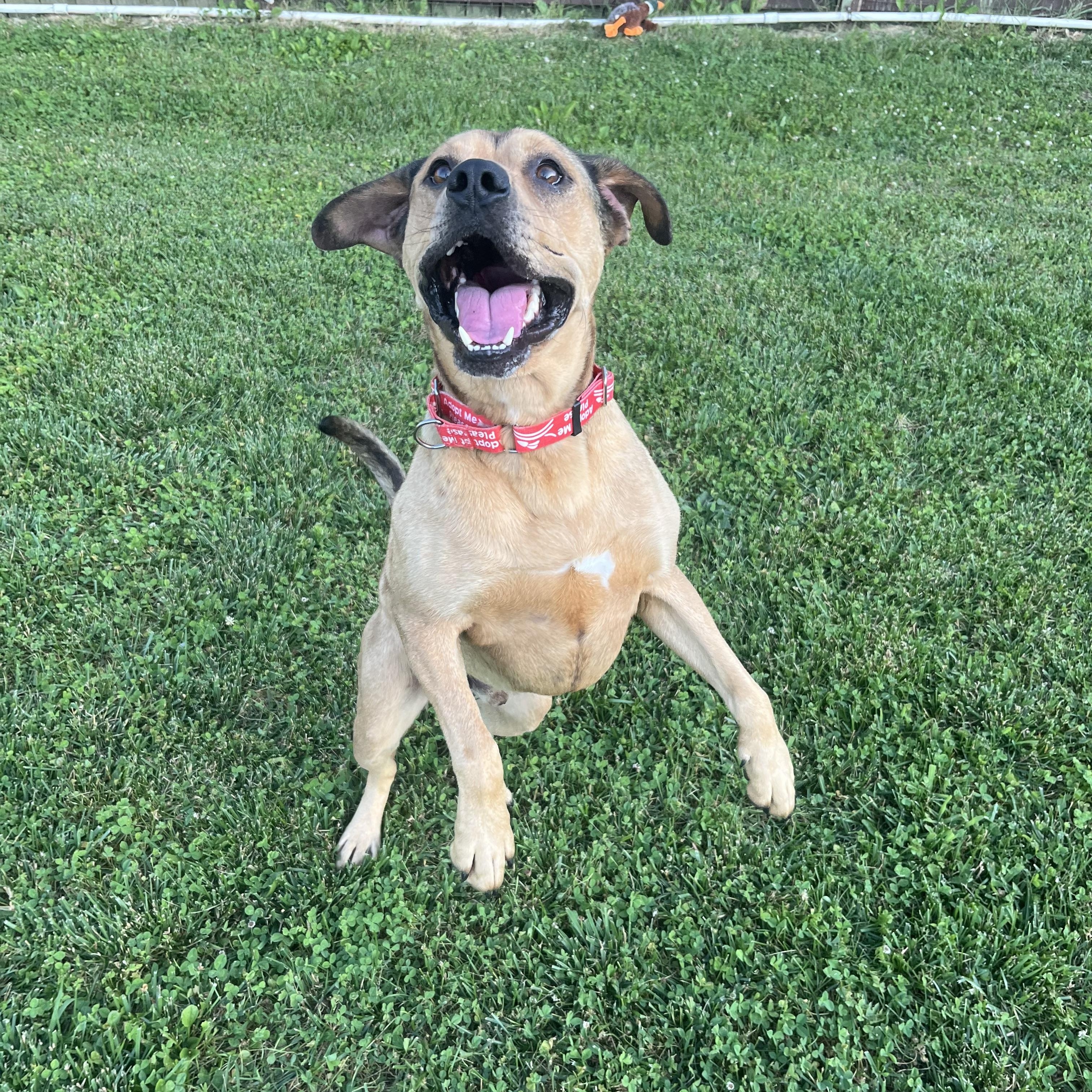 Enlarge Roman, a ADOPTABLE mixed breed in Monroe, OH image 2/6