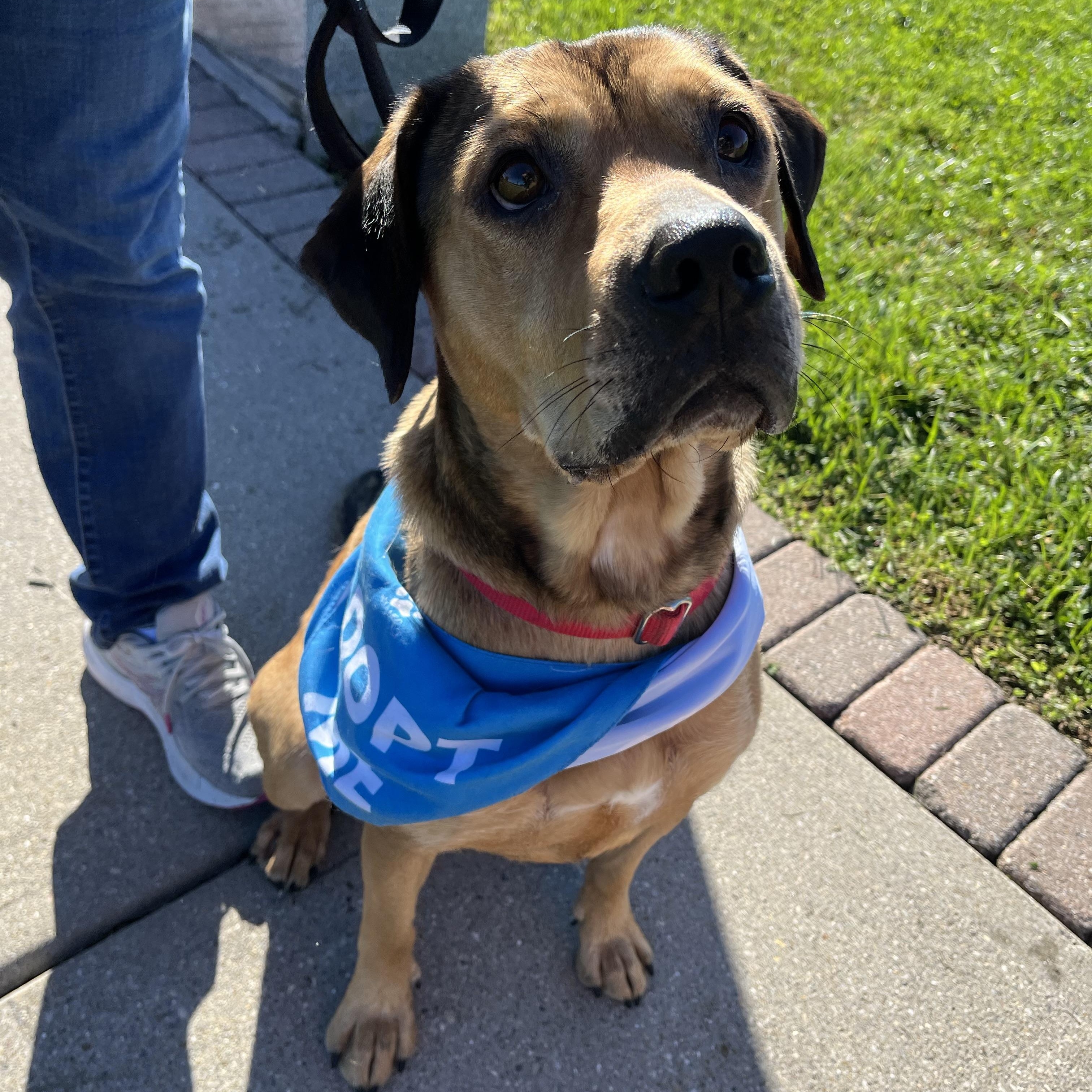 Enlarge Roman, a Adopted mixed breed in Monroe, OH image 1/6