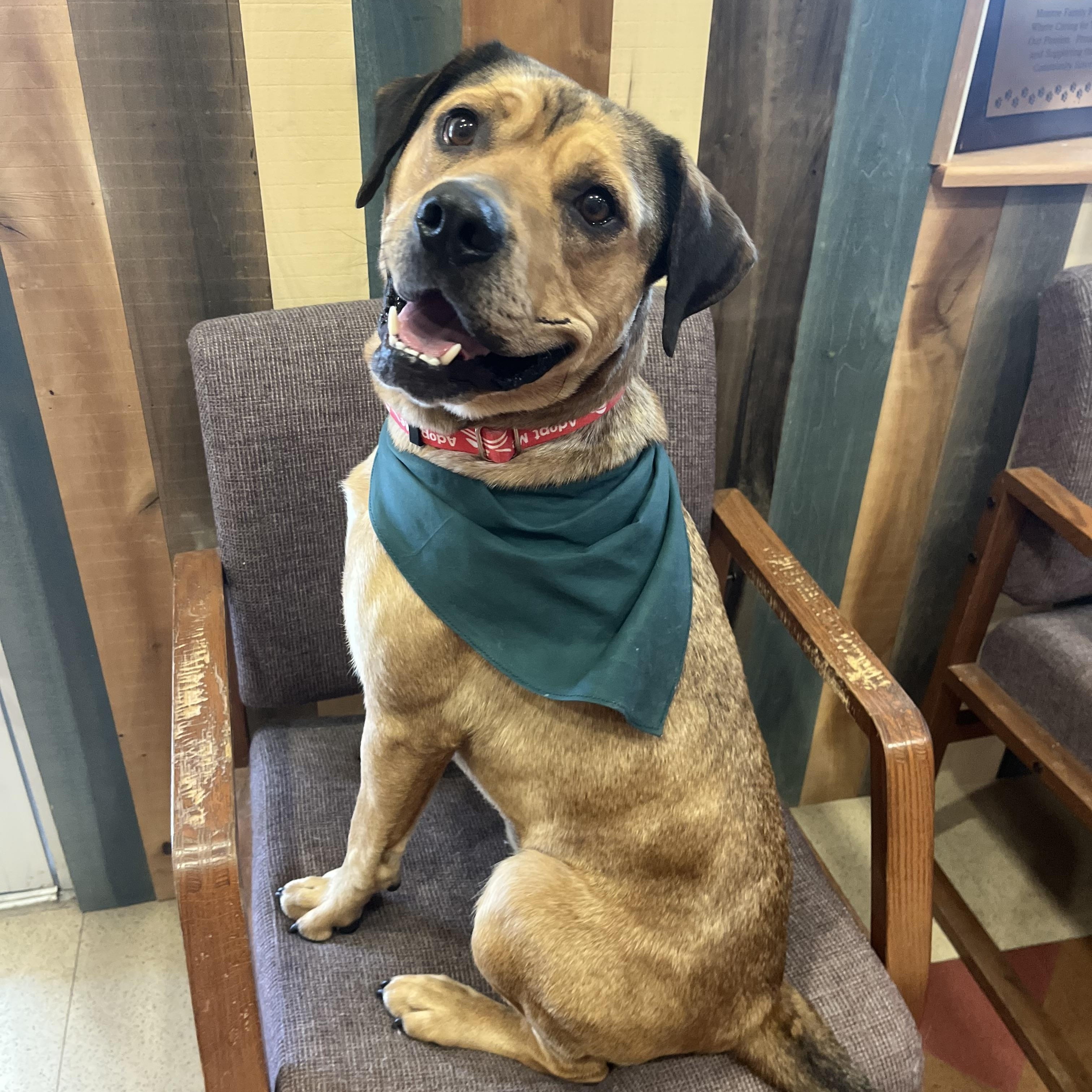 Roman, Adoptable, Young Male Mountain Cur.