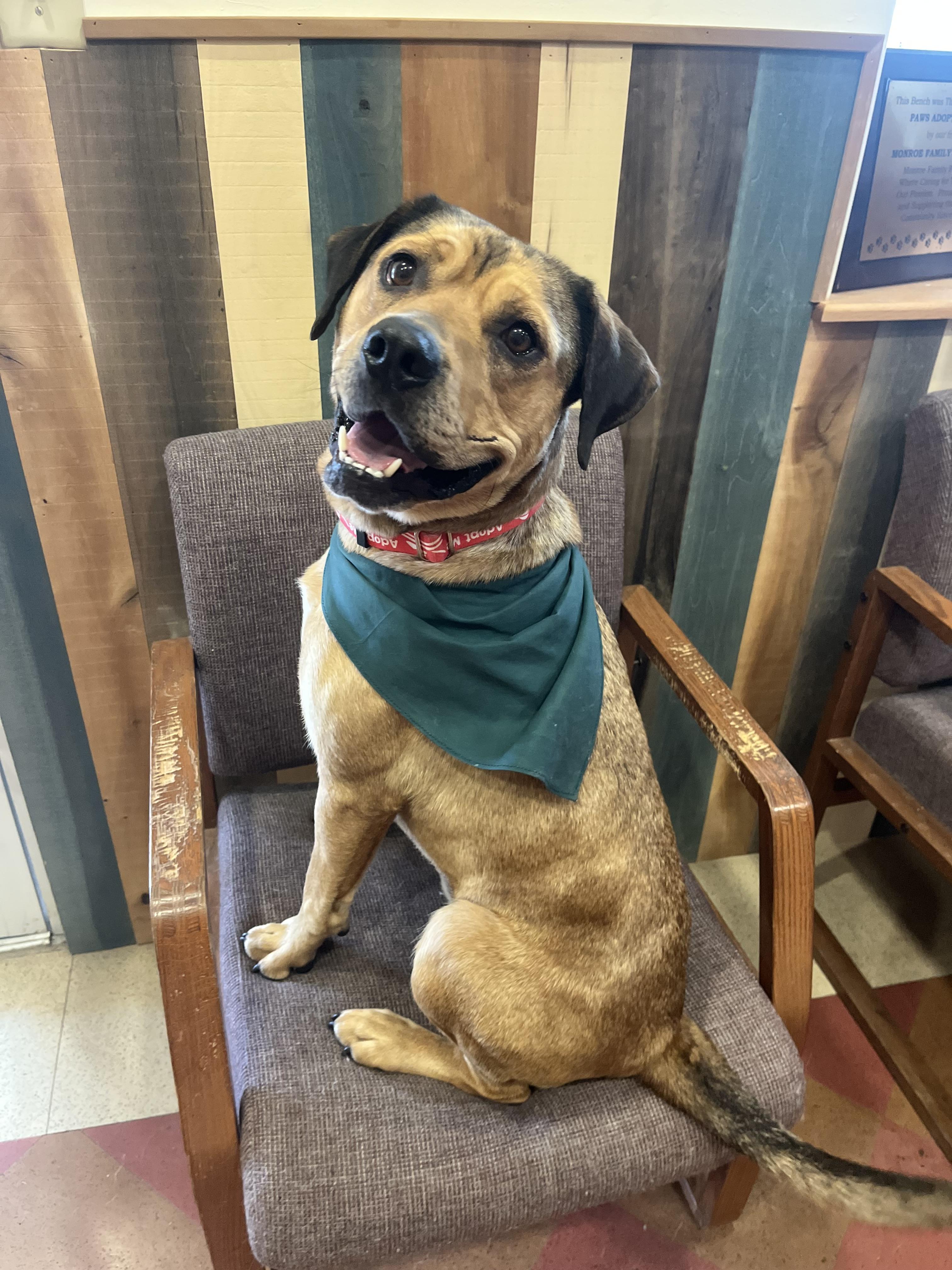 Roman, an adoptable mixed breed in Monroe, OH image 6/6