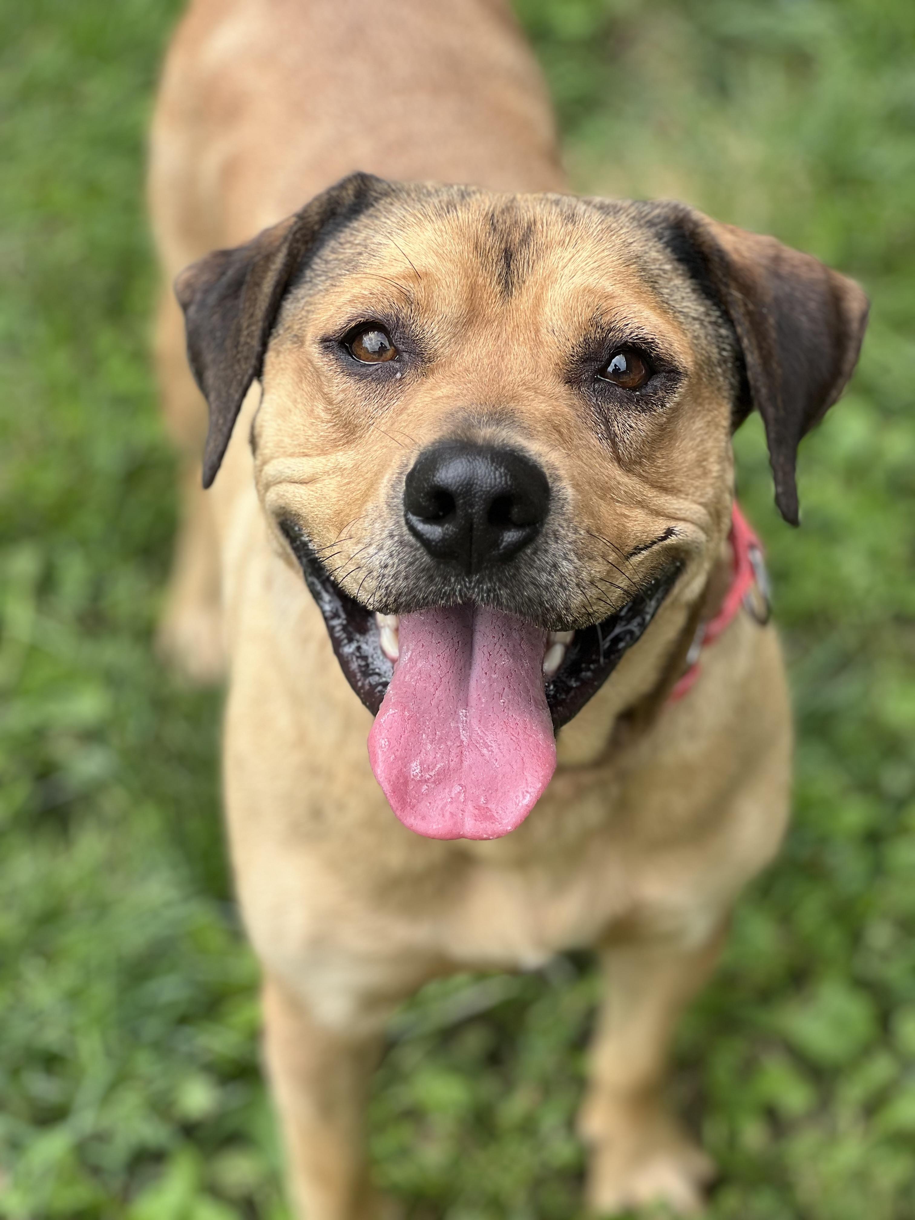 Enlarge Roman, a ADOPTABLE mixed breed in Monroe, OH image 3/6