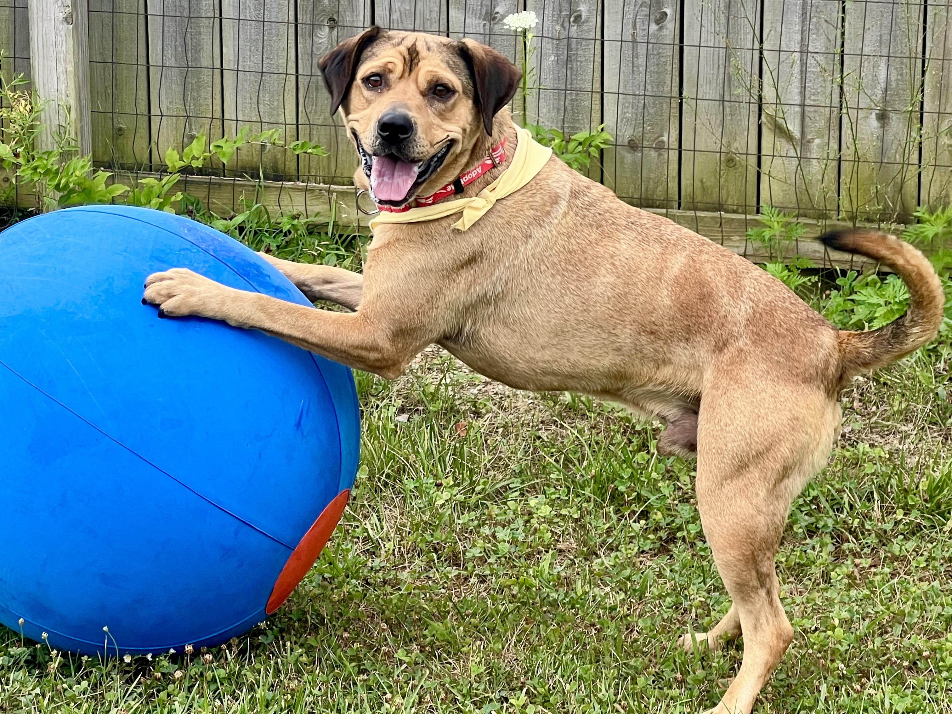 Roman, an adoptable mixed breed in Monroe, OH image 6/6