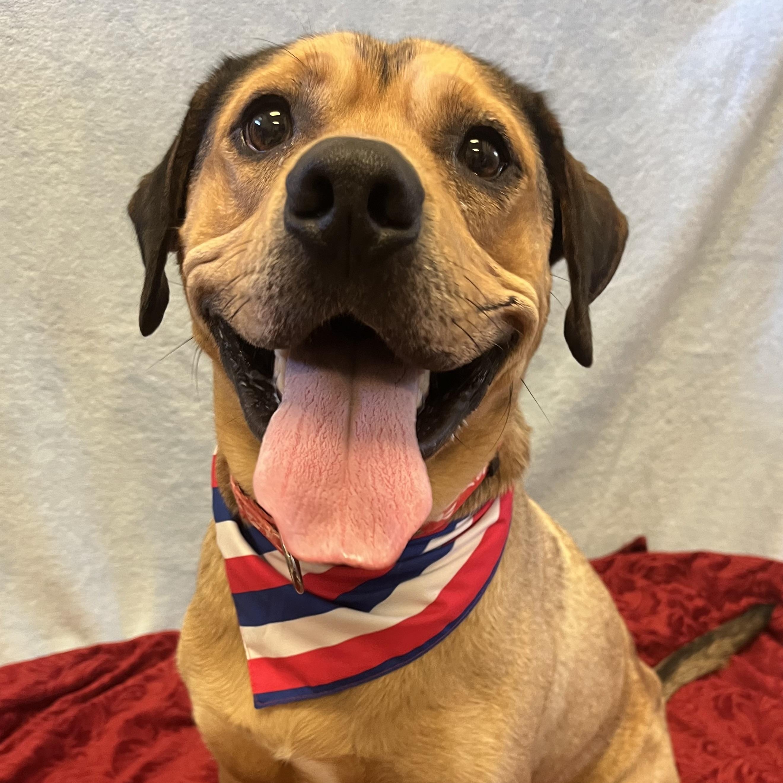 Roman, a ADOPTABLE mixed breed in Monroe, OH image 5/6