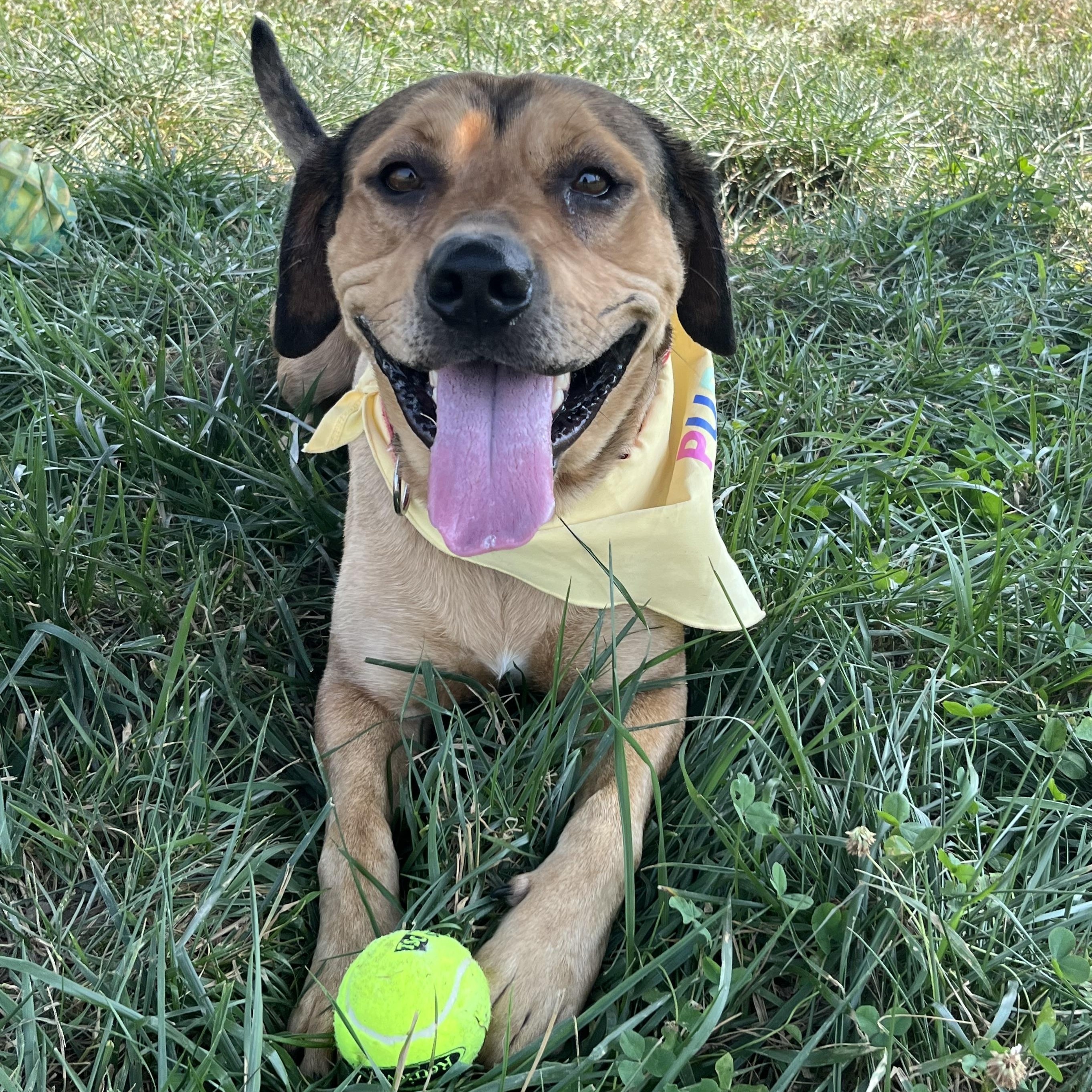 Roman, ADOPTABLE, Young Male Mountain Cur.