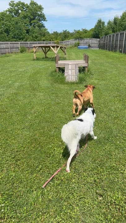 Enlarge Roman, a ADOPTABLE mixed breed in Monroe, OH video 4/6
