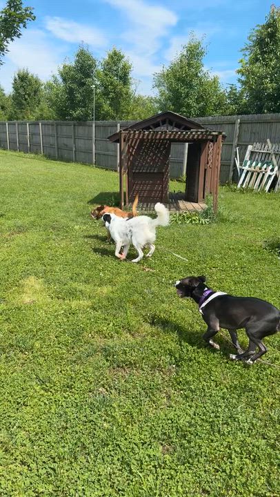 Enlarge Roman, a ADOPTABLE mixed breed in Monroe, OH video 5/6