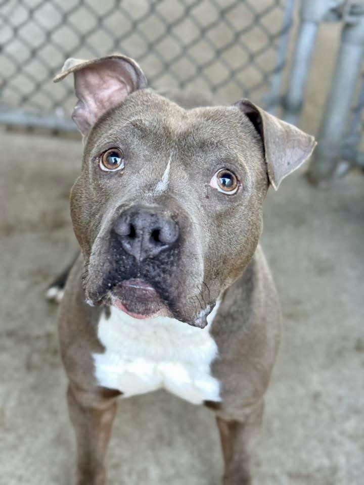 Rasmus — thumbnail 3