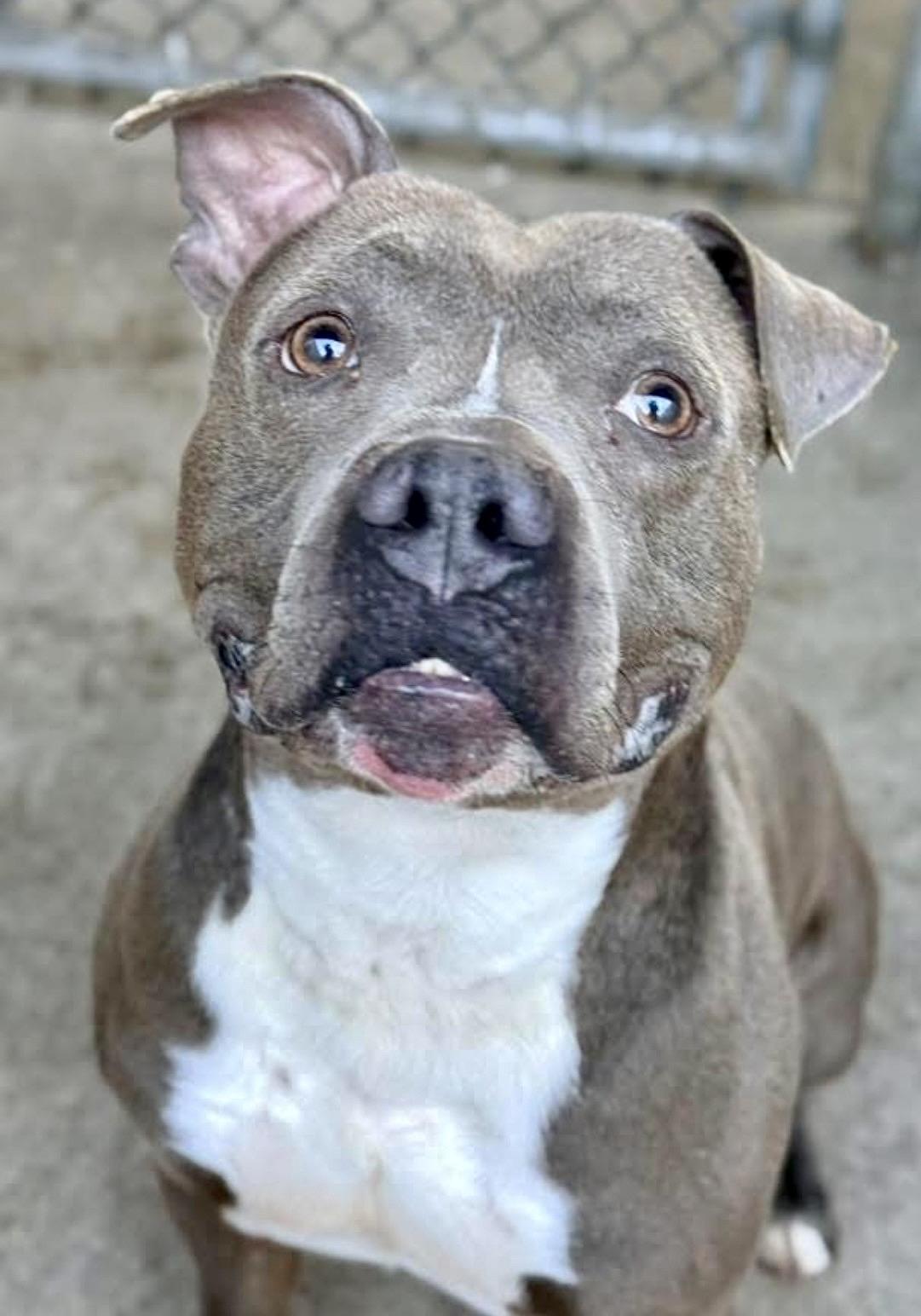 Rasmus — thumbnail 4