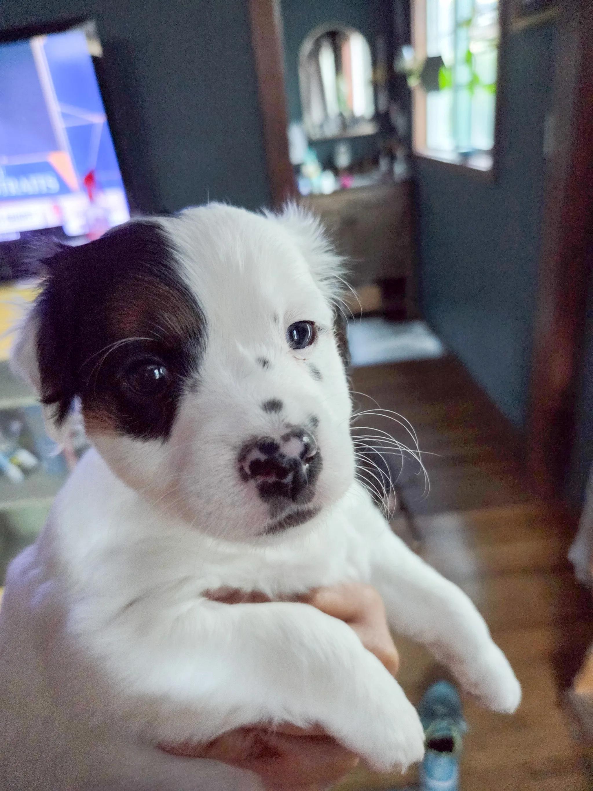 Enlarge Laurel, an adopted Mixed Breed in West Hollywood, CA image 3/3