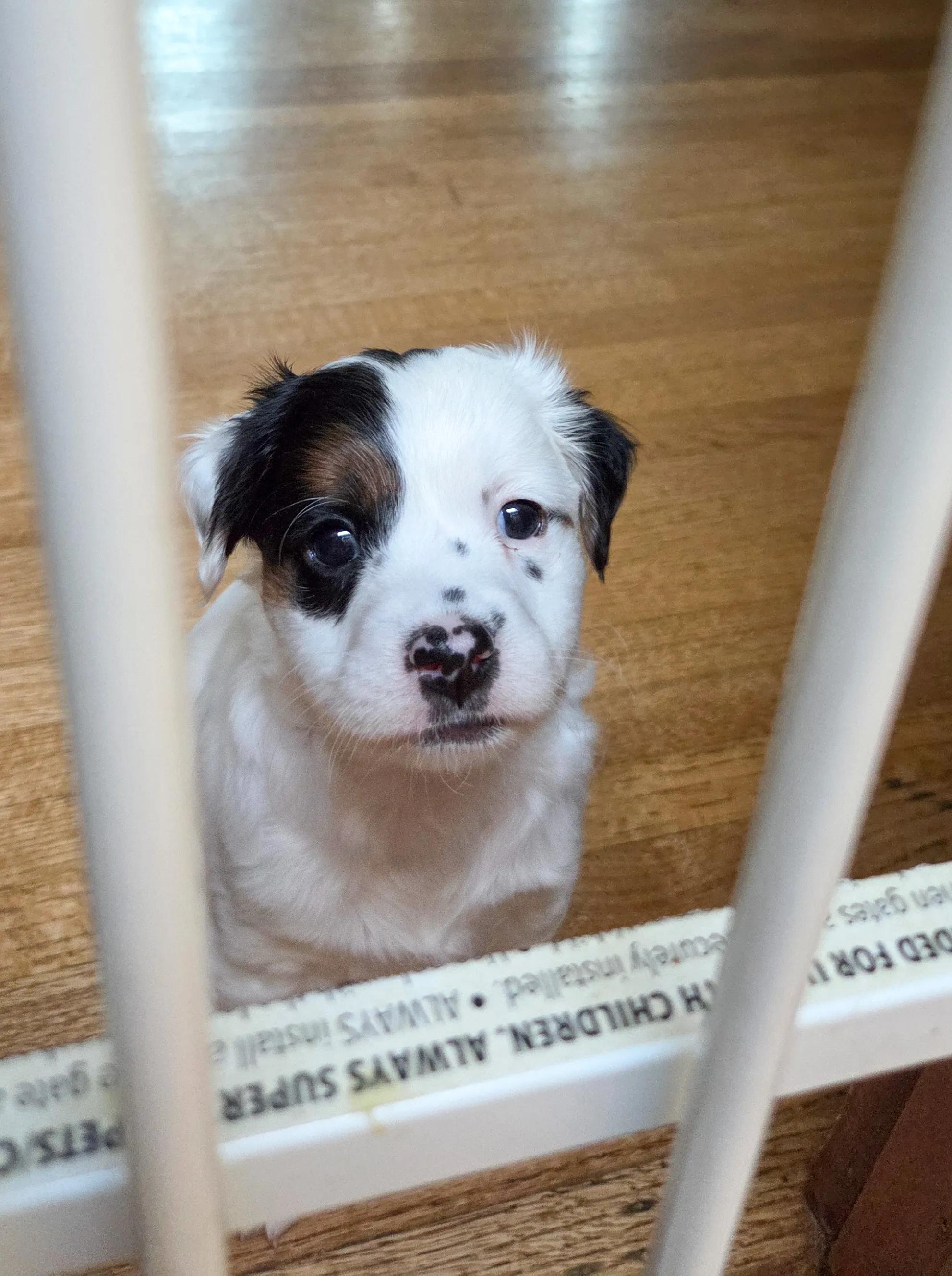 Enlarge Laurel, an adopted Mixed Breed in West Hollywood, CA image 1/3