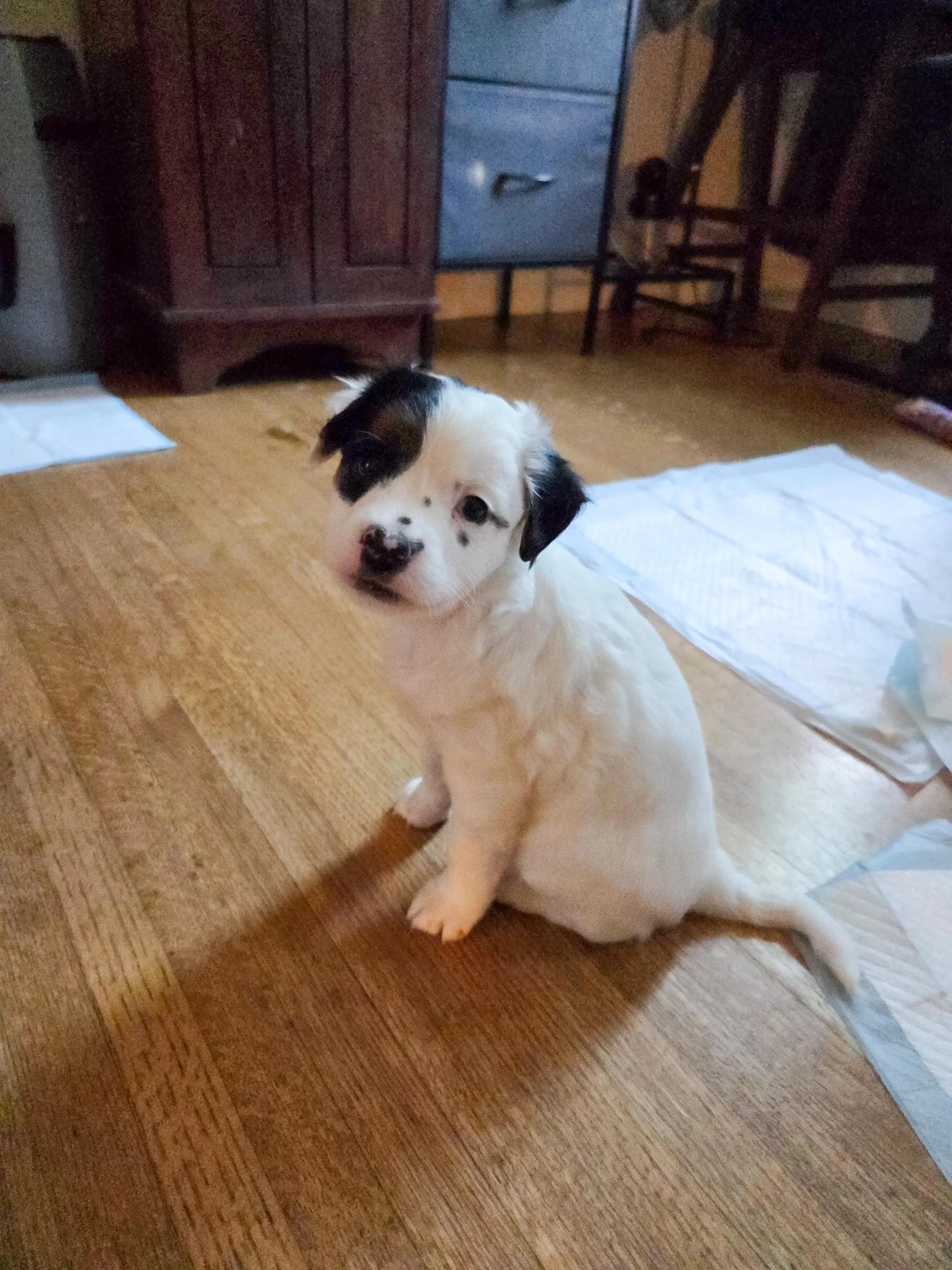 Enlarge Laurel, an adopted Mixed Breed in West Hollywood, CA image 2/3