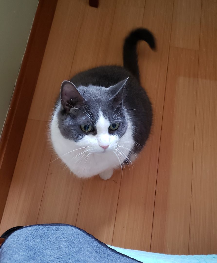 Cassie, Adopted, Senior Female Domestic Short Hair.