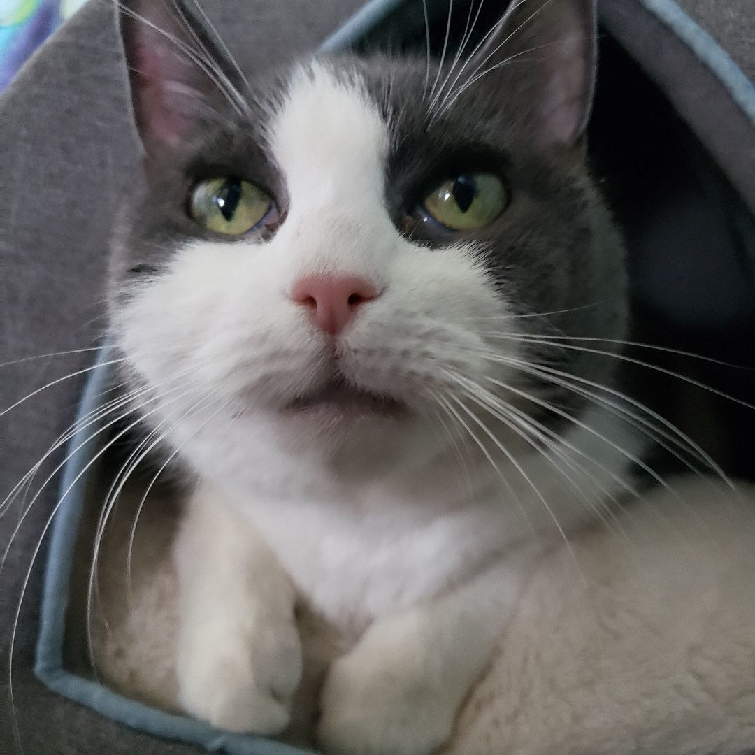 Enlarge Cassie, a Adopted Domestic Short Hair in Southborough, MA image 2/5