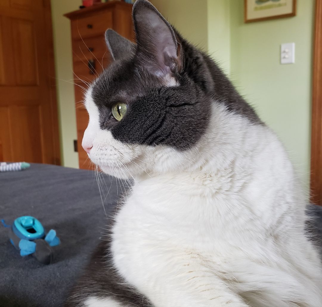 Enlarge Cassie, a Adopted Domestic Short Hair in Southborough, MA image 3/5