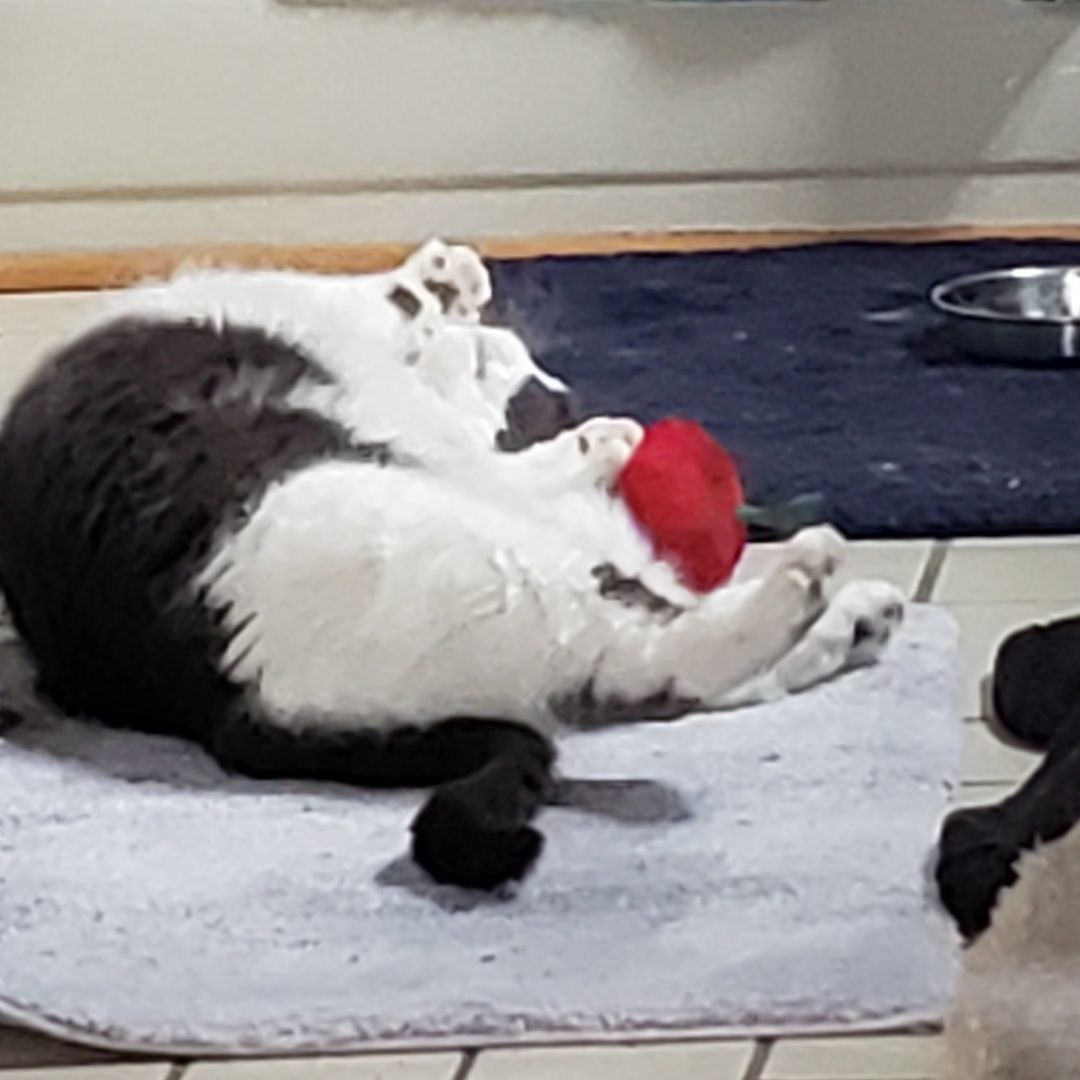 Enlarge Cassie, a Adopted Domestic Short Hair in Southborough, MA image 4/5