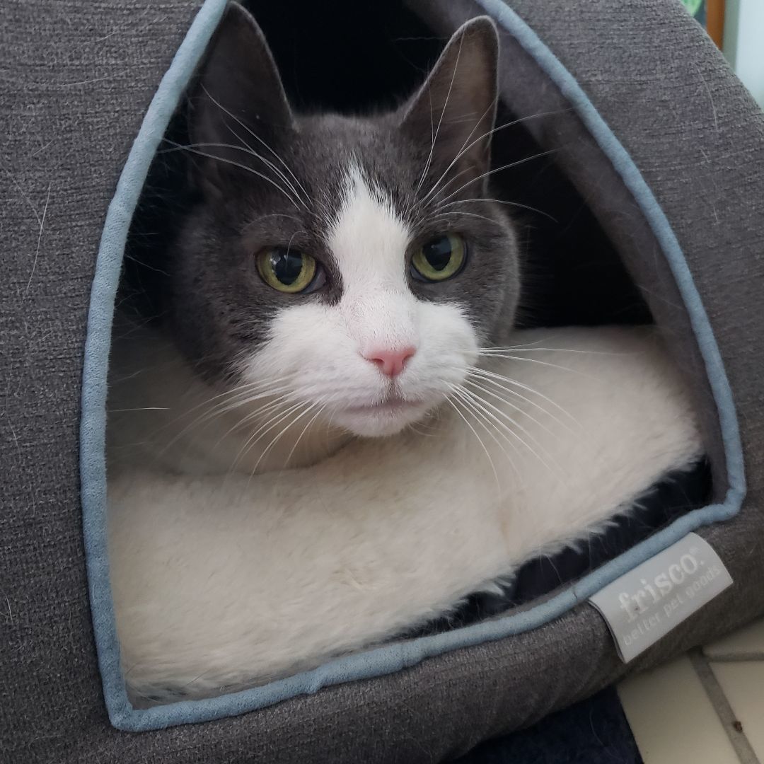 Enlarge Cassie, a Adopted Domestic Short Hair in Southborough, MA image 5/5