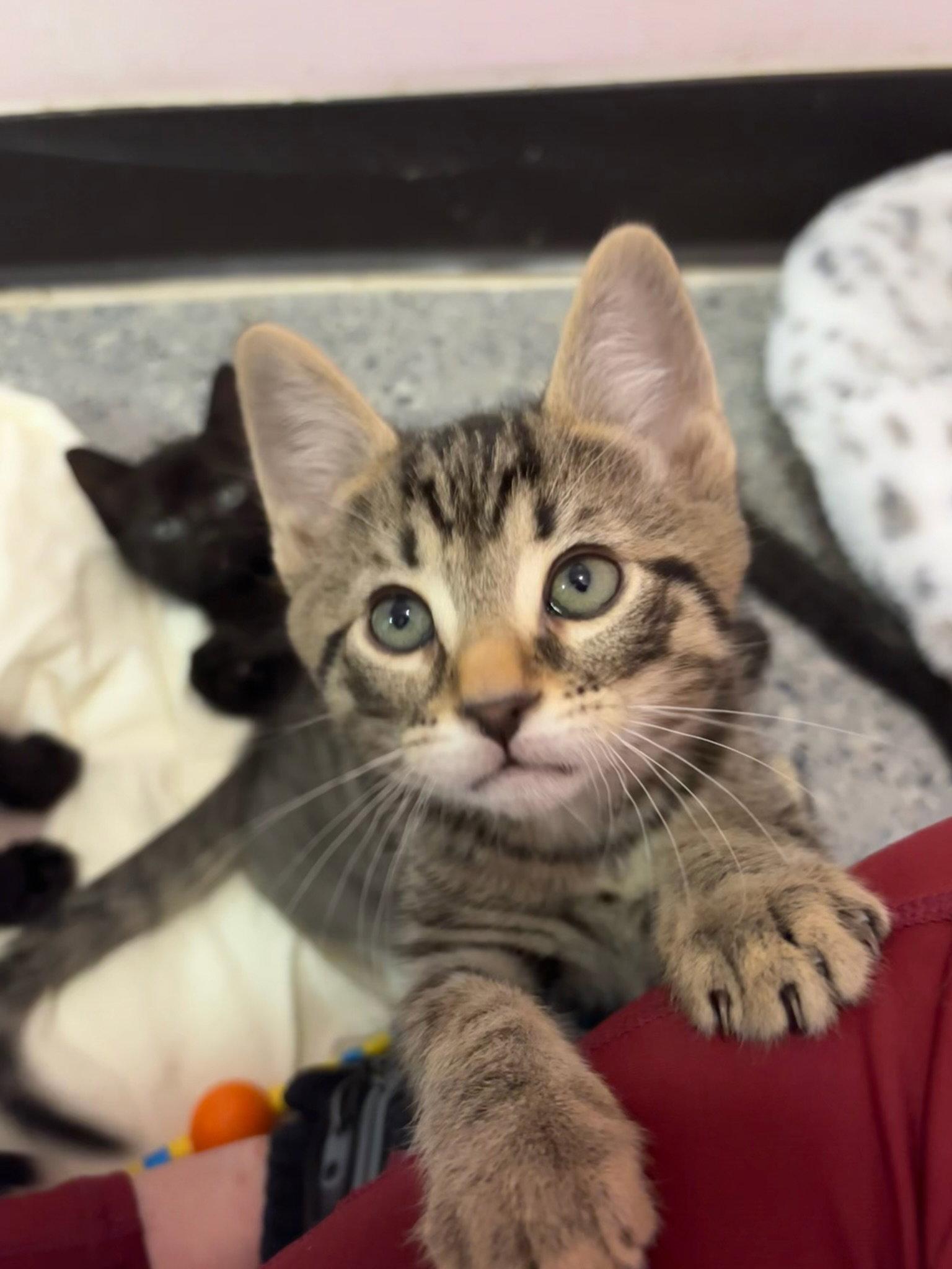 Enlarge Nyx, a Adoptable Domestic Short Hair in Hopewell, VA image 1/1