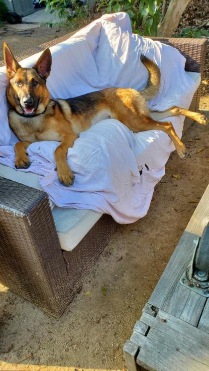 Enlarge SHINY, a Adoptable German Shepherd Dog in Los Angeles, CA image 1/1