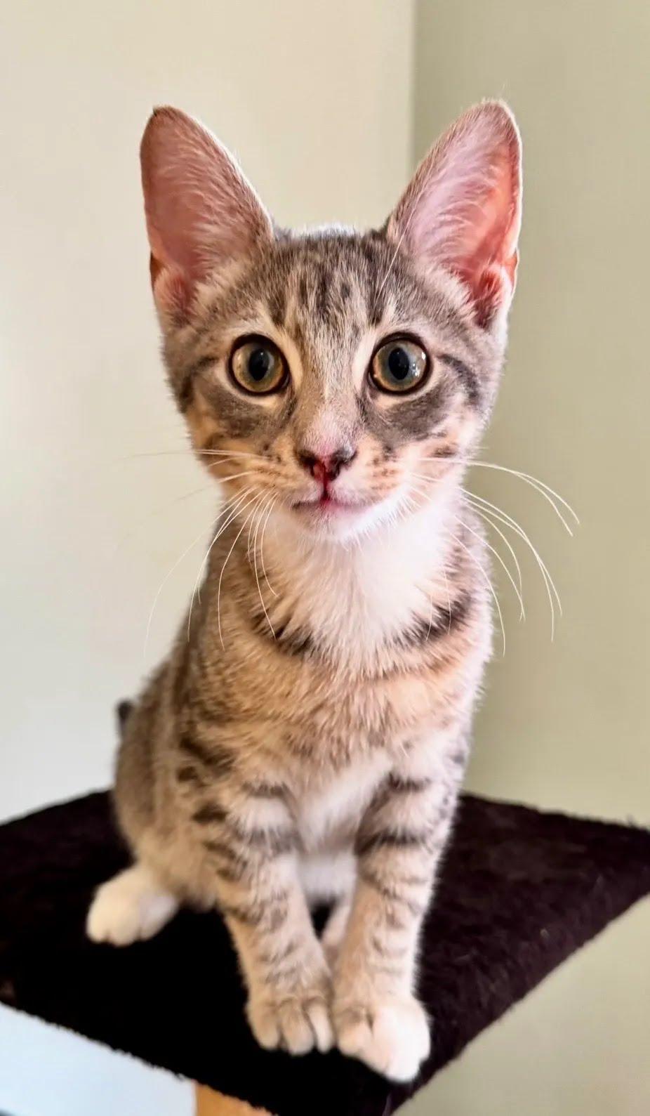 Enlarge Calamari, a Adoptable Domestic Short Hair in Dayton, OH image 1/1