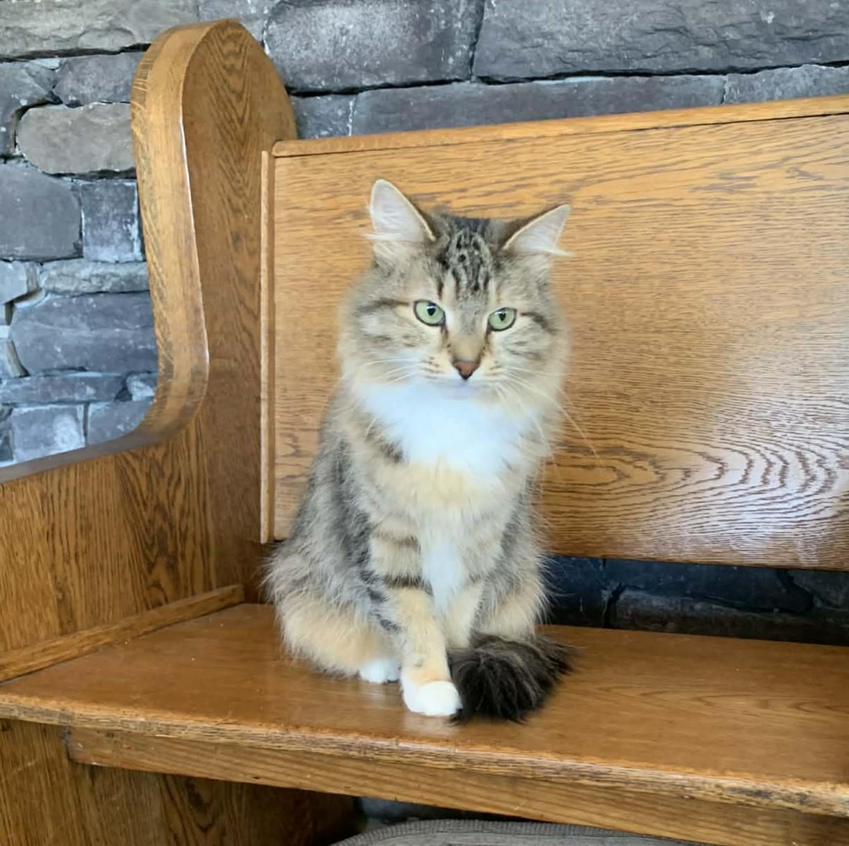 Mona Lisa, adopted, Young Female Maine Coon.