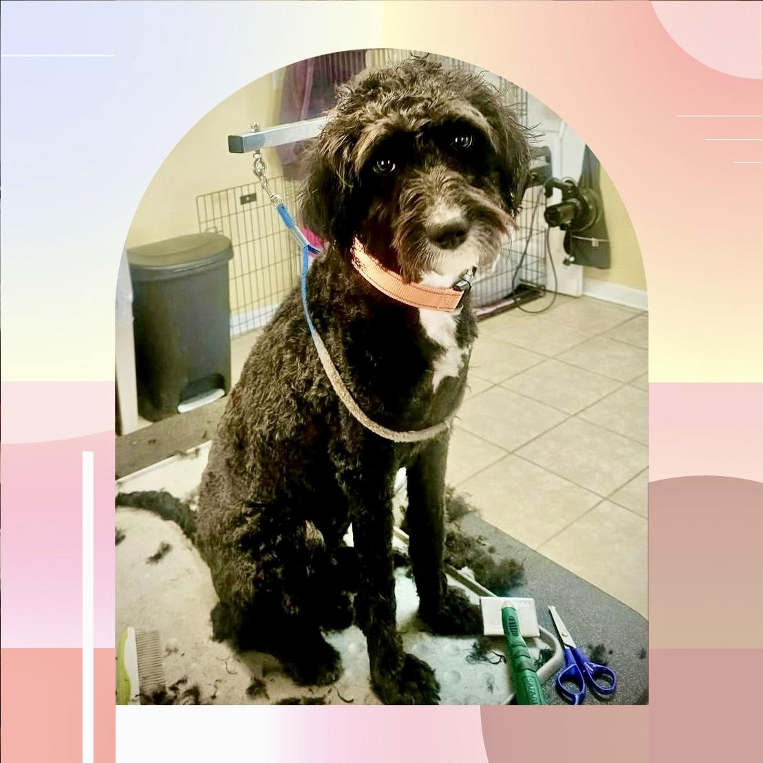 Enlarge Mollie Mae, an adopted mixed breed in Gallatin, TN image 3/3