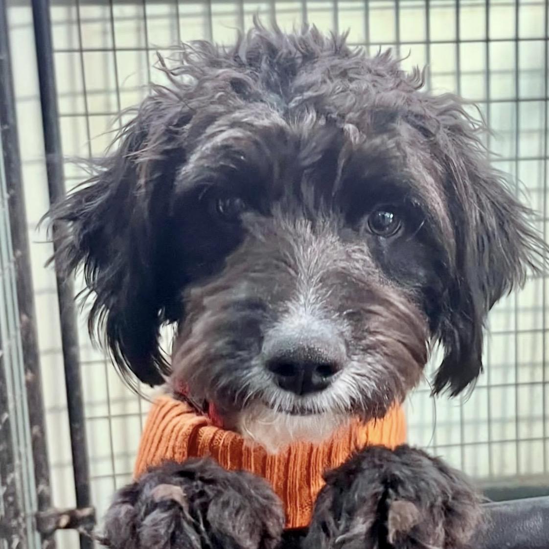 Enlarge Mollie Mae, an adopted mixed breed in Gallatin, TN image 1/3