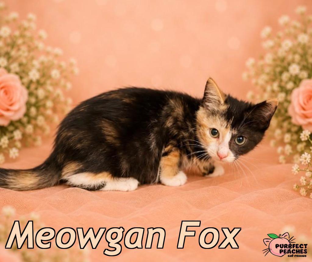 Enlarge Meowgan Fox, a Adoptable mixed breed in Douglasville, GA image 1/1