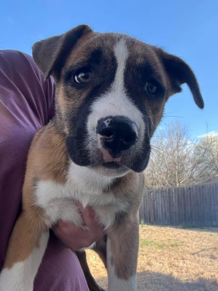 Enlarge Bailey, a Adoptable mixed breed in Monroeville , PA image 4/4