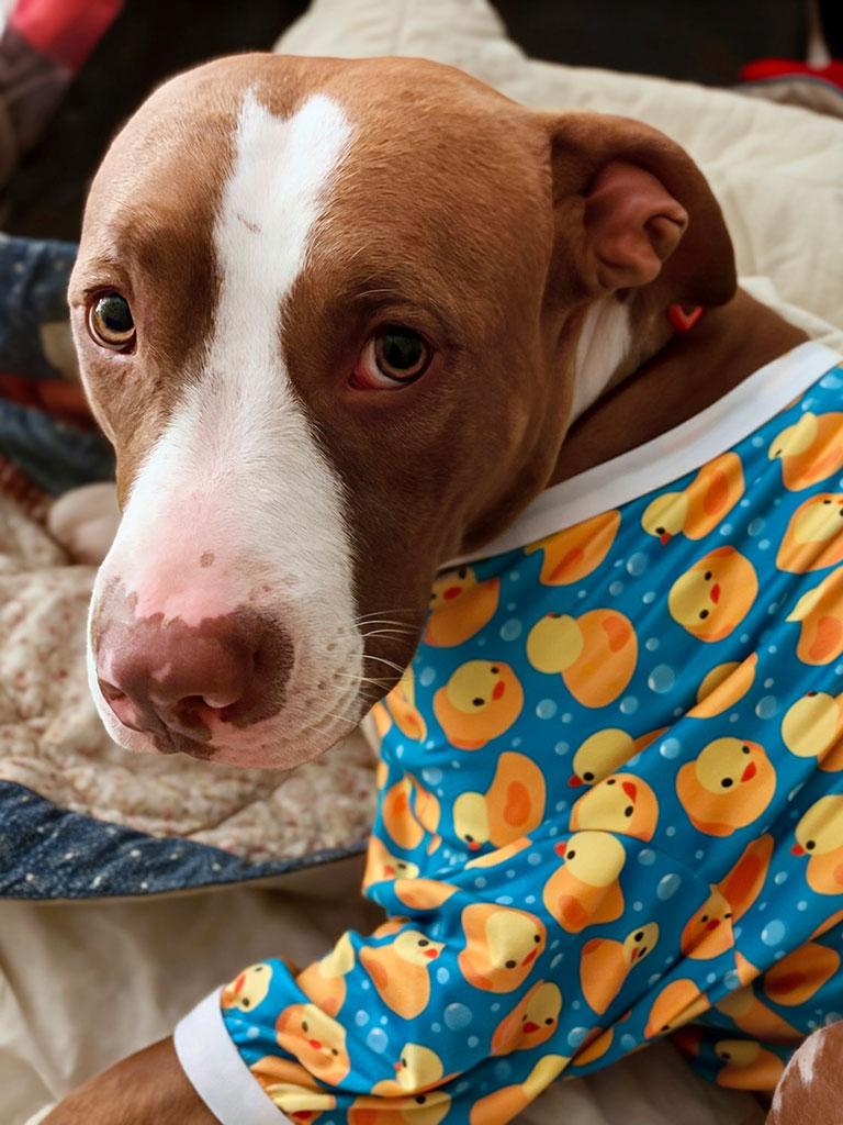 Hazel, a ADOPTABLE mixed breed in Bowie, MD image 2/4
