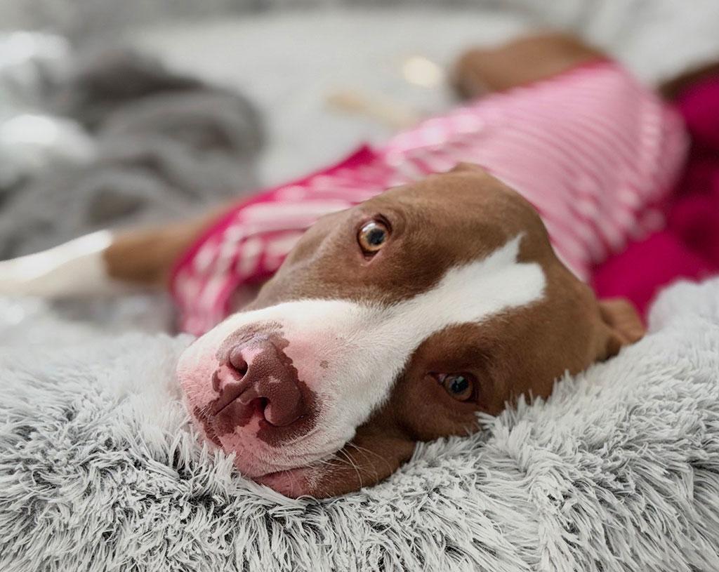 Hazel, ADOPTABLE, Young Female Terrier.