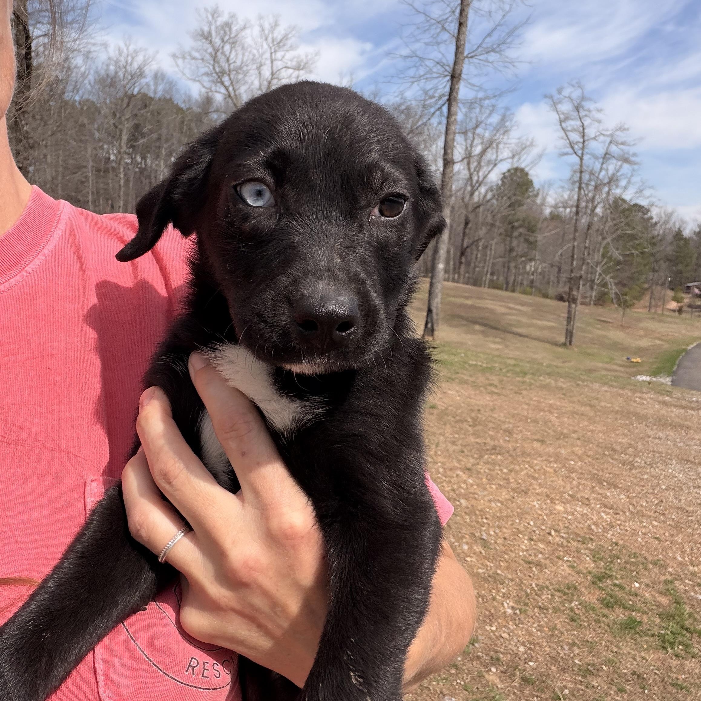 Enlarge Cali, a Adoptable mixed breed in Johnston, RI image 4/4