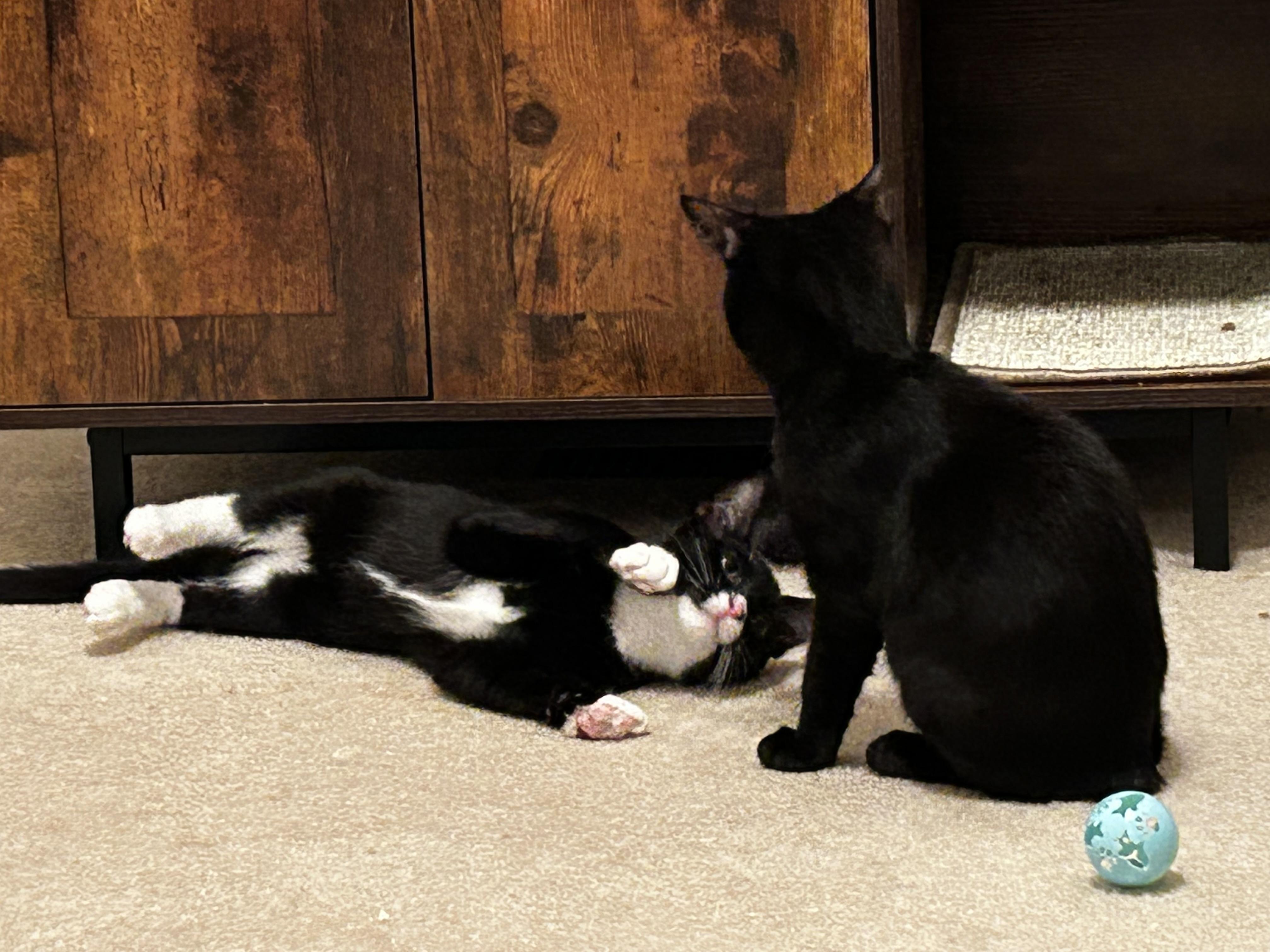 Letty & Mia, a Adoptable mixed breed in Winston-Salem, NC image 1/6